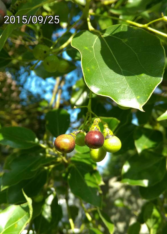 樟樹果實，fruits of Cinnamomum camphora, amphor tree, camphorwood or camphor laurel